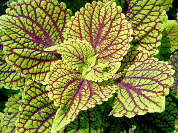 Green and red coleus