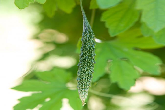 Cerasee Bitter Melon Herb