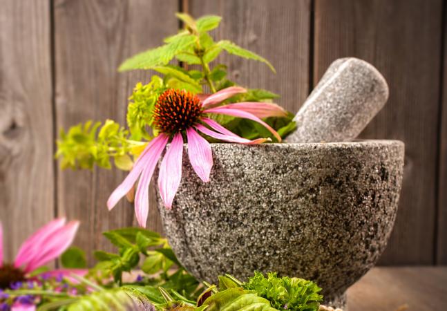 Echinacea flower in stone mortar