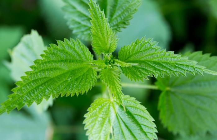 Stinging nettle plant and leaves