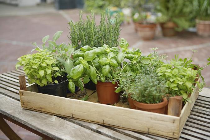 Assorted herbs