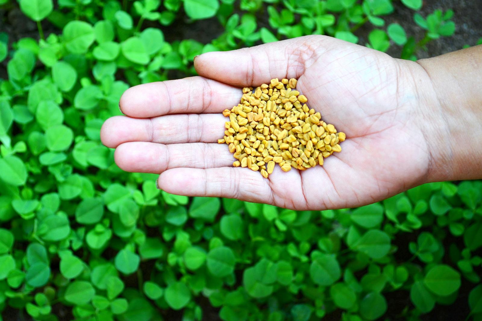 Fenugreek seeds and leaves