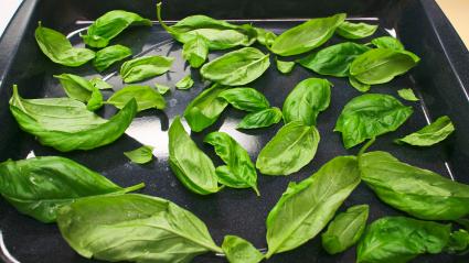 Drying Basil in oven