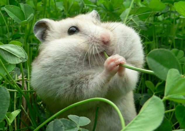 munching rodent