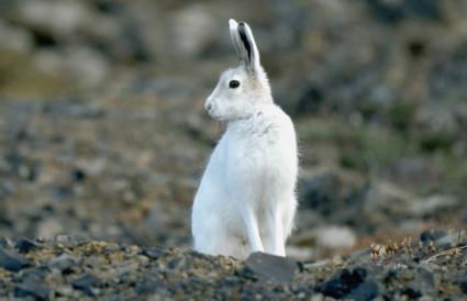 Common Animals Found In The Tundra Lovetoknow