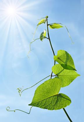 Teaching photosynthesis to homeschooled children is fun and easy.