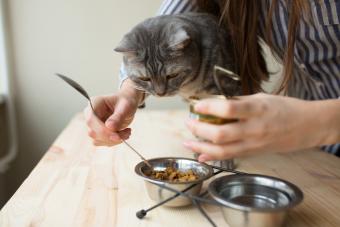 https://cf.ltkcdn.net/home/cleaning/images/slide/360971-850x567-feeding-cat_593413547.jpg
