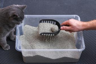 https://cf.ltkcdn.net/home/cleaning/images/slide/360983-850x567-clean-cat-box_2095599478.jpg