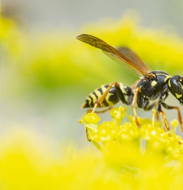 How to Keep Wasps Away & Take the Sting Out of Summer