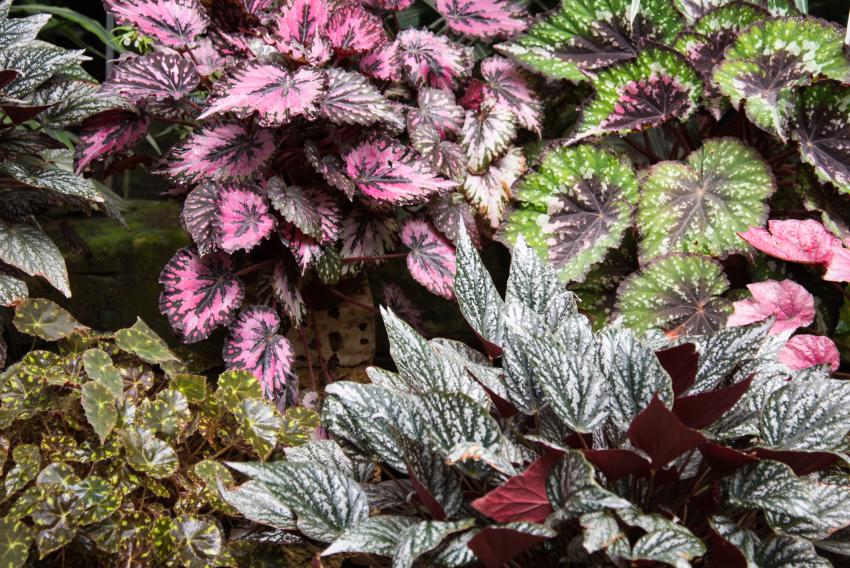 15 Best Foliage Plants for a Vibrant Yard LoveToKnow