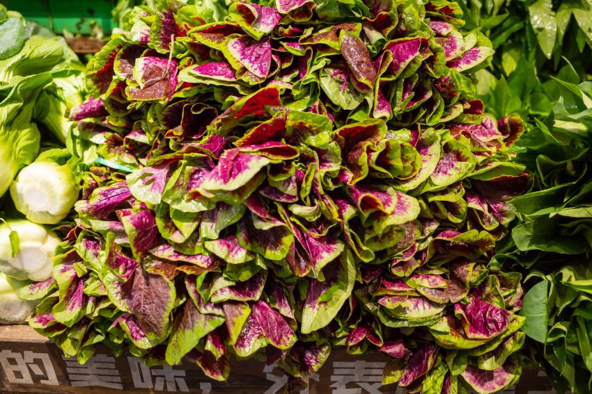 15 Best Foliage Plants for a Vibrant Yard LoveToKnow