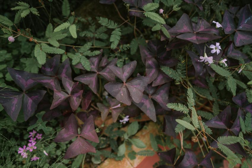 15 Best Foliage Plants for a Vibrant Yard LoveToKnow