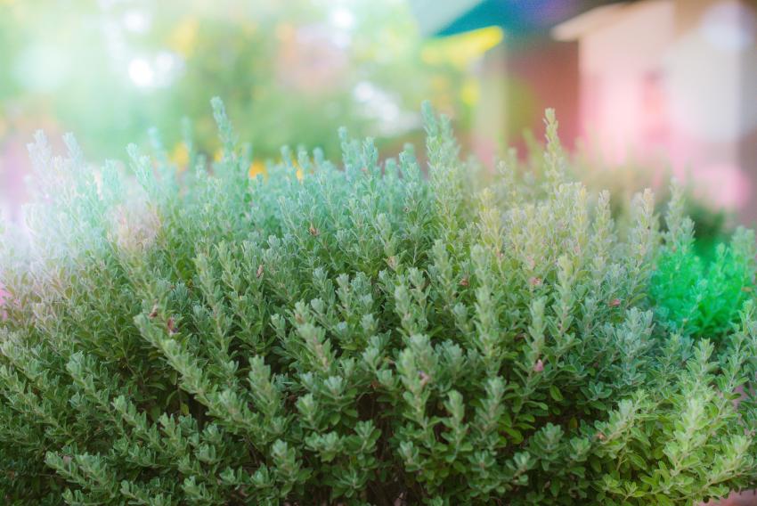 15 Best Foliage Plants for a Vibrant Yard LoveToKnow