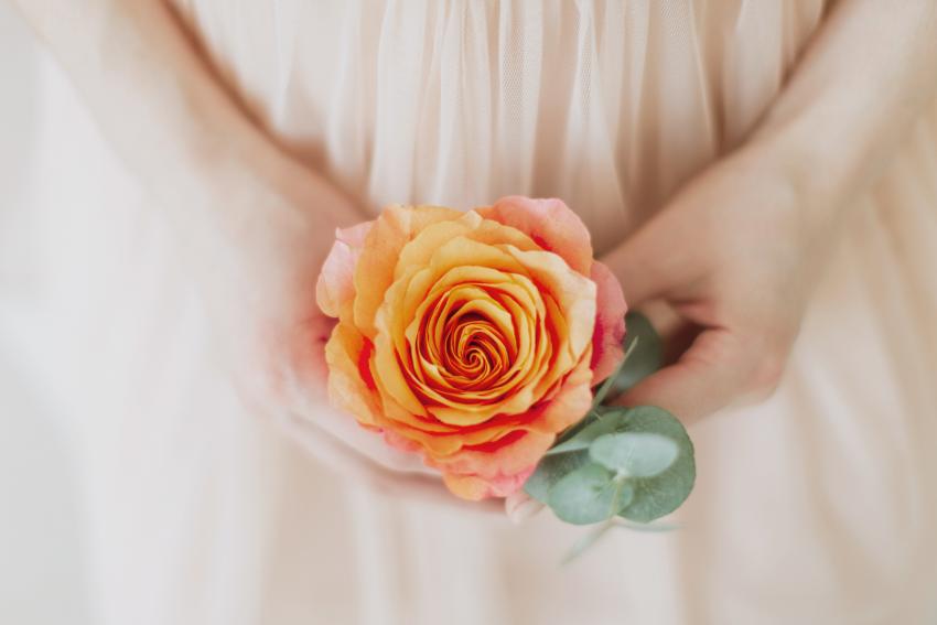 6 Orange Rose Bushes That Add Juicy, Joyful Color to Your Yard LoveToKnow