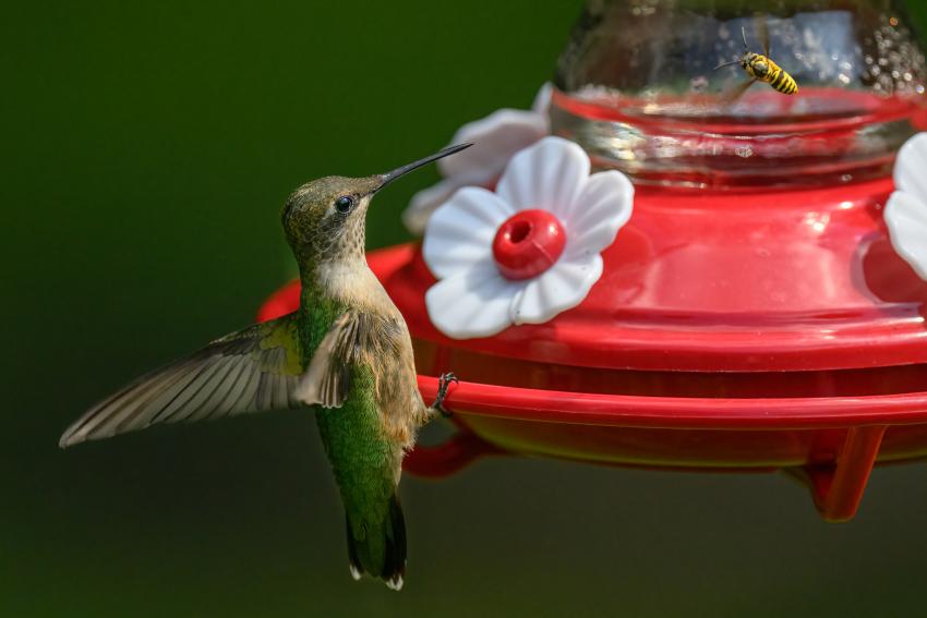 How to Keep Wasps Away & Take the Sting Out of Summer LoveToKnow