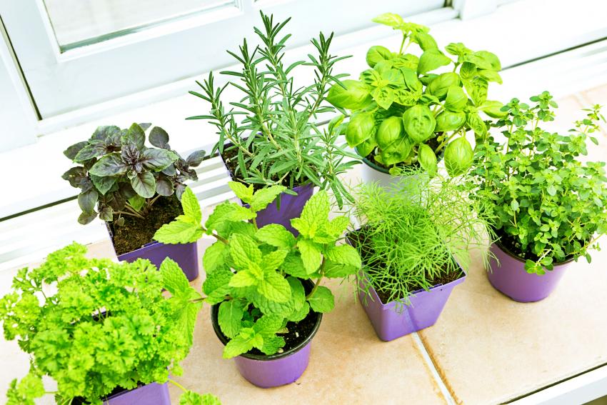 8 of the Best Basil Companion Plants for Perfect Green Harmony LoveToKnow