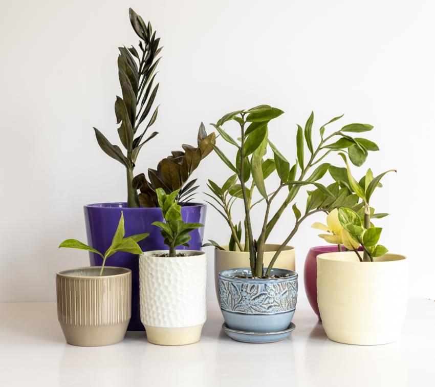 How to Arrange Houseplants for a Stylish Presentation LoveToKnow