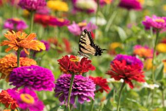 https://cf.ltkcdn.net/home/garden/images/slide/340505-850x567-swallowtail-zinnia-1386081223.jpg