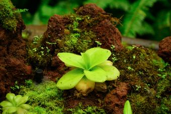 https://cf.ltkcdn.net/home/garden/images/slide/347070-850x567-butterwort-1452682659.jpg