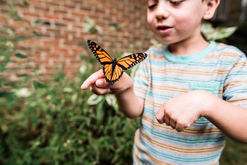 41 Fun & Interesting Facts About Butterflies That'll Make Your Mind Flutter LoveToKnow