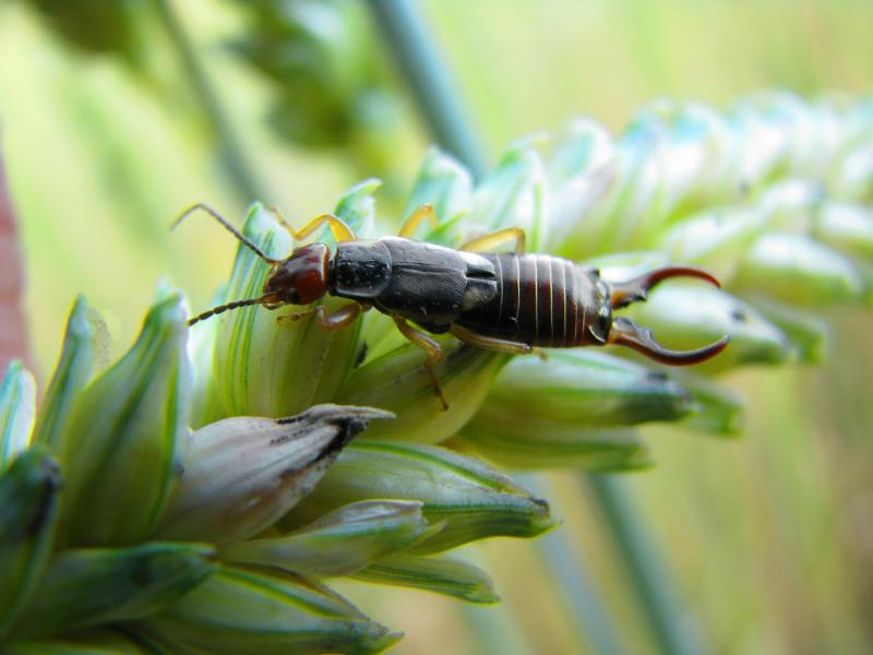 How to Get Rid of Earwigs & Protect Your Plants LoveToKnow