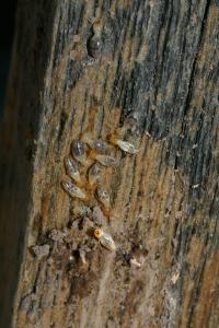 termites in wood