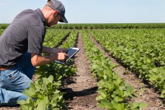 Agronomist Using a Tablet