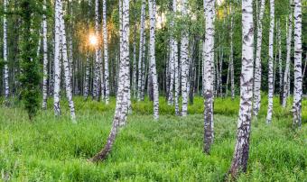 birch-forest.jpg