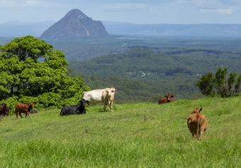 https://cf.ltkcdn.net/horoscopes/images/slide/256286-850x595-2_Cows_pasture.jpg