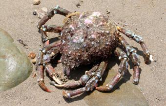 Spider Crab