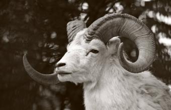 Ram Aries