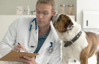 Bulldog nuzzling veterinarian