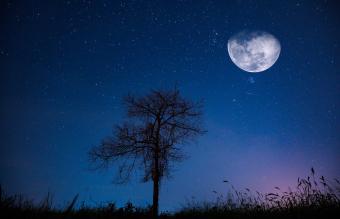 fields at night with a large moon