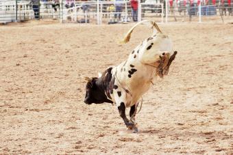 Bucking bull 