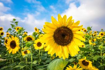 Sunflower Against Blue Sky 