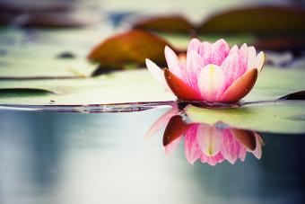 Pink water lily being reflected on clear water