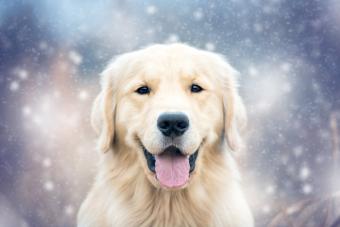 Smiling Golden Retriever