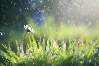 Flower in rain