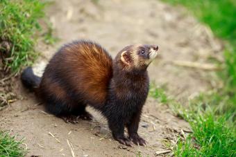 Close-Up Of Ferret On Field