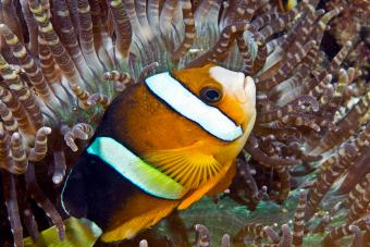 Clown fish