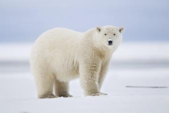 https://cf.ltkcdn.net/horoscopes/images/slide/336350-850x567-polar-bear-520727608.jpg