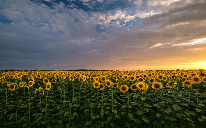 Sunflowers