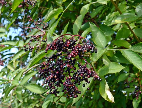 elder tree with berries