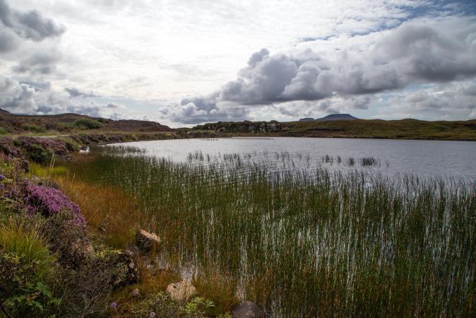 reeds on the edge of the sea in Scotland
