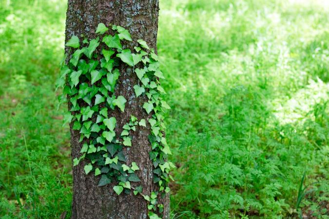 ivy tree