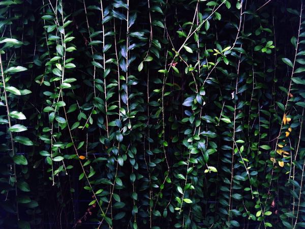 vines