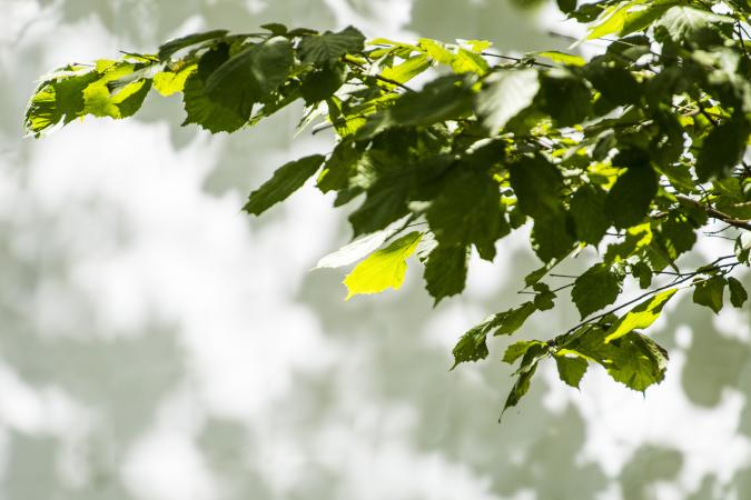 hazel tree