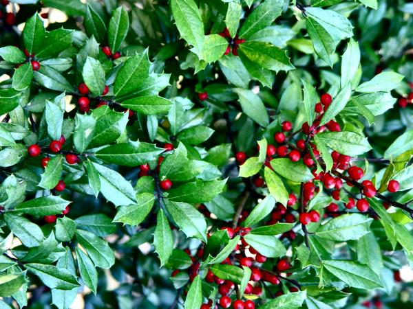 holly tree
