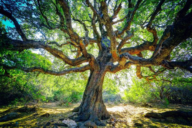 large oak tree