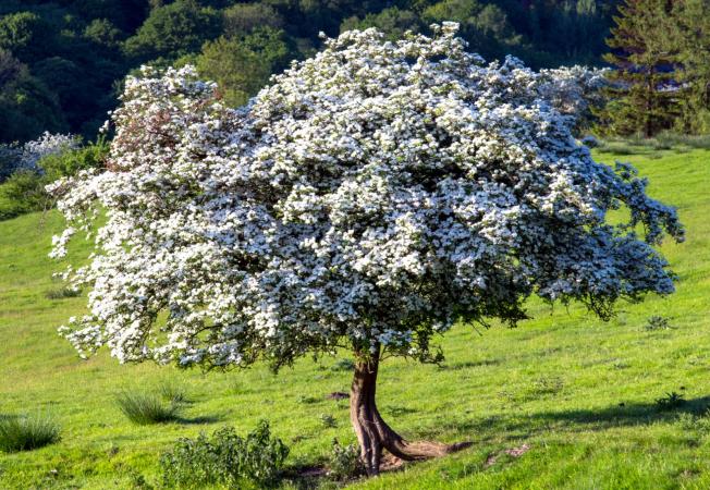 hawthorne tree